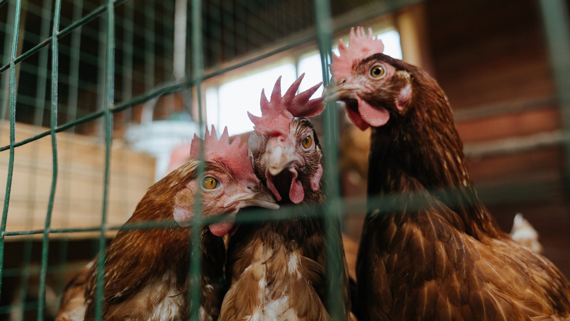 欧洲杯变阵奇兵:战术创新,奇迹不断!,欧洲杯变盘分析