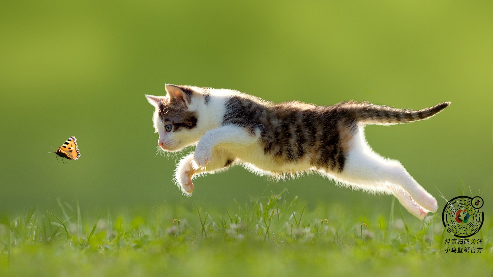 蝶泳新星韩国崭露锋芒，蝶泳韩国美女