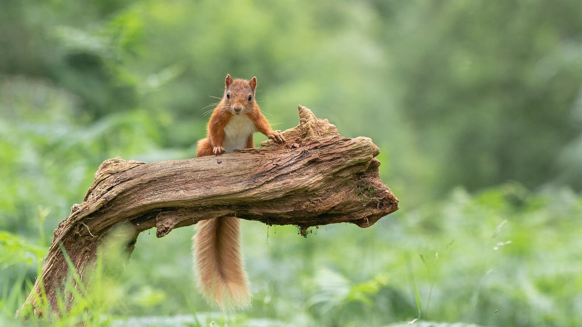 雷霆年轻球员在分组对抗中表现出色，雷霆球员2021
