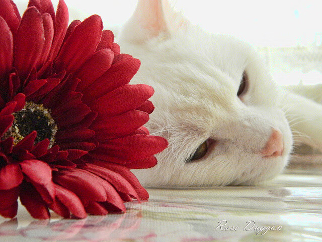 马拉维男篮在非洲锦标赛中再次夺冠,彰显劲旅实力,马拉维是非洲哪个国家城市